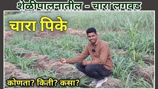 पावसाळा आला | परत परत सांगतोय या चुका करू नका..! #viral #चारा #चारा नियोजन