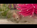 Bubbles the axolotl eating dinner 