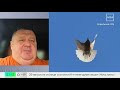 Авито запретил продажу и аренду голубей для свадеб и фотосессий
