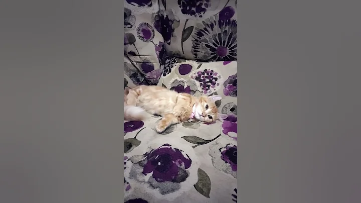 Video 9257091: american munchkin, american curl, little munchkin, baby american