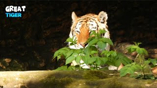 Emperor Tiger Relaxing At Home