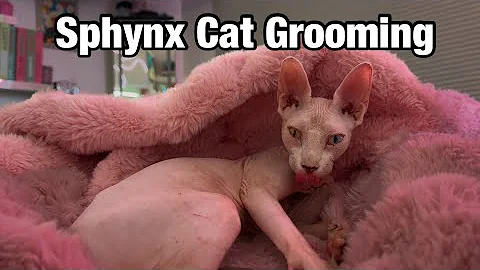 Video 9308241: sphynx cat cleaning, bath