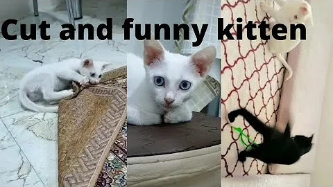 Video 11691951: funnykittens cats kittens, cat little kitten, cat kitten playing, funny cat