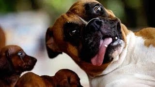 Funny Dogs - Acting Weird And Crazy Compilation!