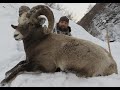 Горная охота на трофейного якутского снежного барана с калибром 300 Win Mag