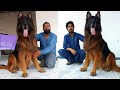 New World Record Biggest German Shepherd In Pakistan Black Shepherd Puppy @HSN Entertainment