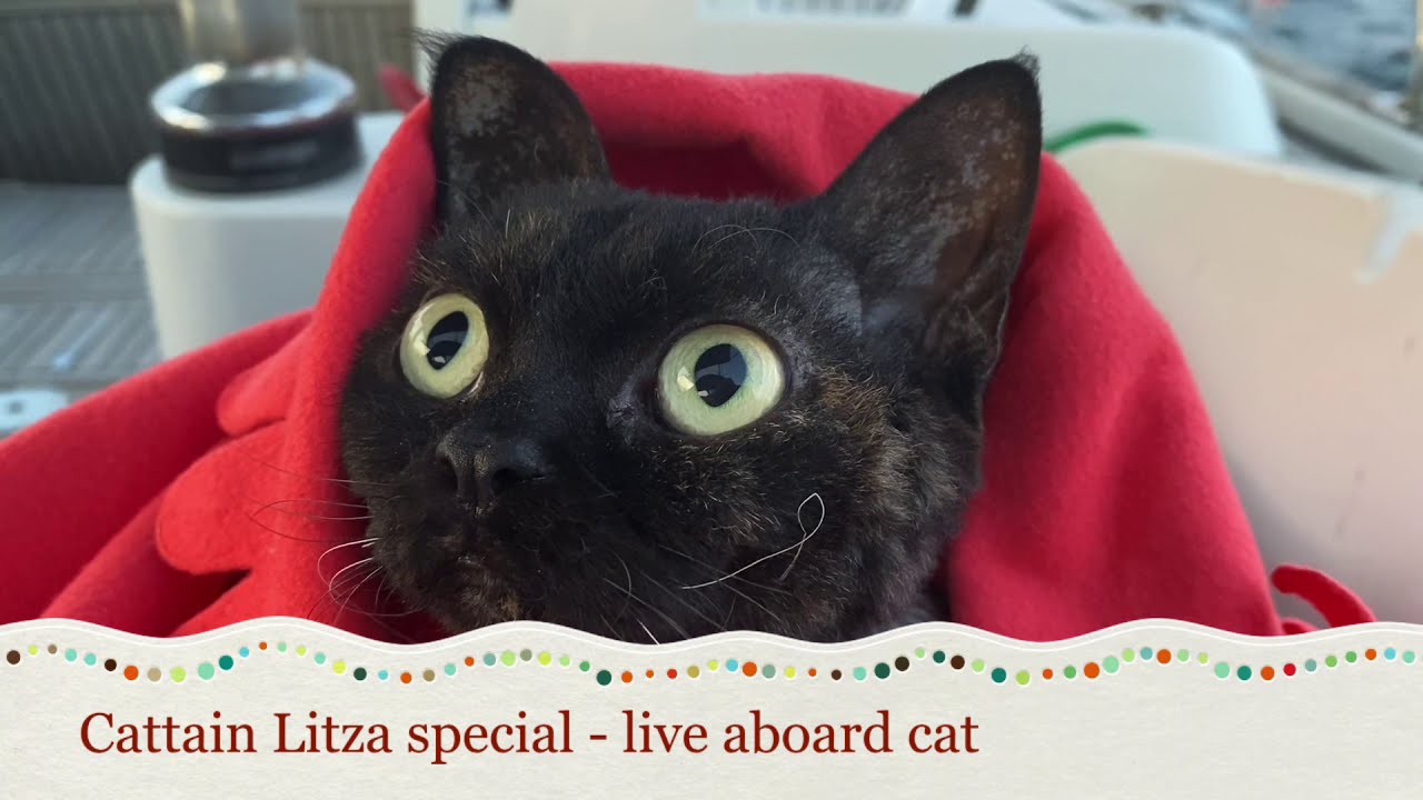 Cattain Litza special - liveaboard cat