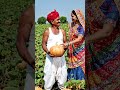 कद्दू की फ़सल #shortsfeed #suggested #villagelife #viral #farming