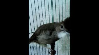 Cucak Jenggot Ratu Jagat Semarang