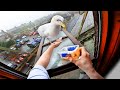 I Fed A Seagull For 1 Year & He Became My Best Friend!