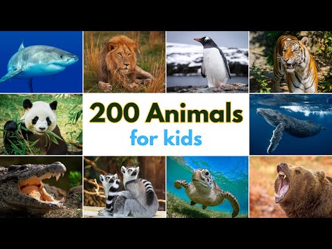 200 Animals For Kids Learn Wild Animals Names With 200 Jungle Sea Animals For Kids 