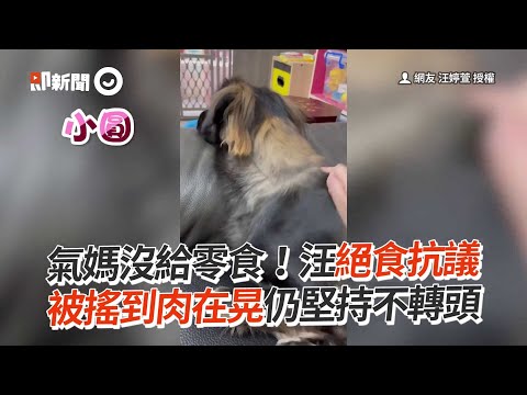 米克斯氣媽沒給零食 絕食抗議不理人｜狗｜寵物｜毛小孩｜精選影片