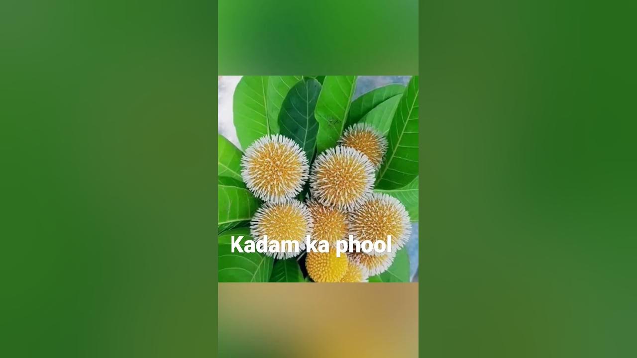 kadam-ka-phool-youtube