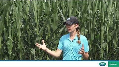 NK trait talks: Agrisure Duracade