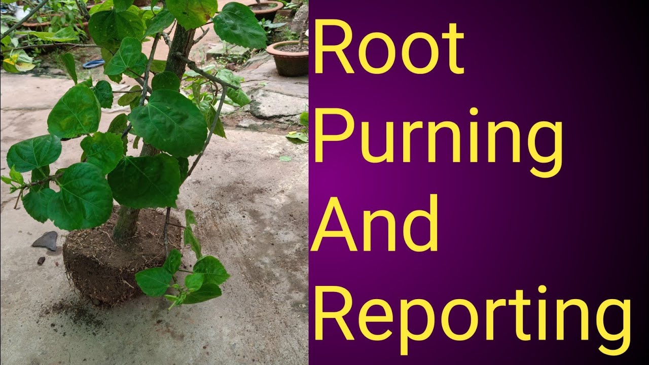 Hibiscus Root Purning, Soil And Reporting ll Hibiscus Ki Repotting Soil