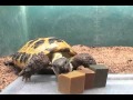 リックゼリー その1　【キョーリン　Hikari　ひかり　カメのエサ】