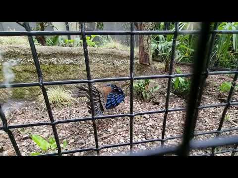 Mating Dance of the Palawan peacock pheasant