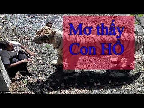 Video: Tại Sao Con Hổ Lại Nằm Mơ