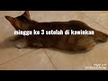 Mengawinkan kucing persia dengan kucing kampung (4)