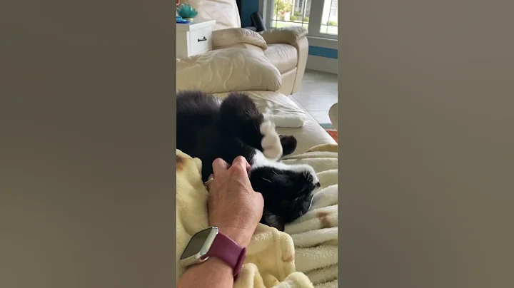 Watch the video about Soda pop kitty stretch cats sleep funny position @AnnaCatVideos