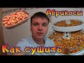 Как сушить абрикосы в электро сушилке на курагу