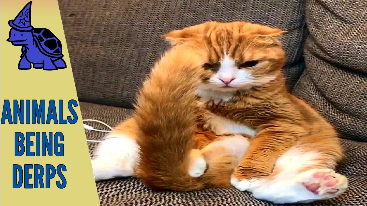 Remarkable Cats Making Biscuits Just Pets Videos 20 Nice Kitty Pets More Biscuits Cats Youtube