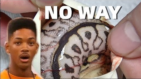 Special Spotnose Clown Ball Python Clutch! Hatching