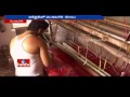 Venkatagiri handloom sarees available online