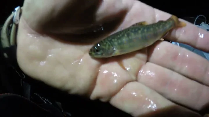 Biological Research- Electrofishing
