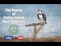 Osprey have returned to cattus island