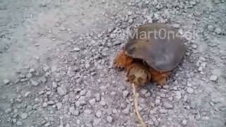 Черепаха Кусает Человека Мем