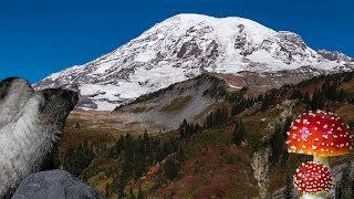 Alpine Autumn in Mt  Rainier National Park