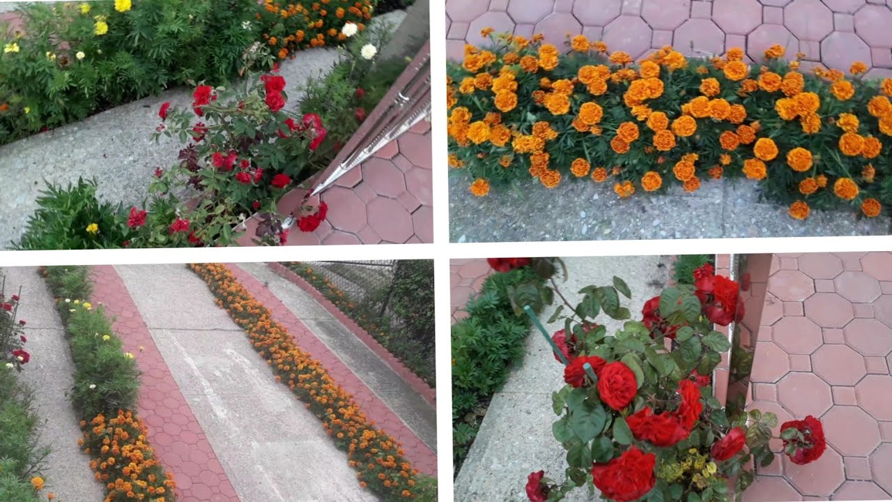 Beautiful Flower Garden Front Yard Of The House || Flower Garden 2020