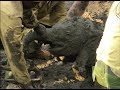 Park Rangers Save Baby Elephant Stuck in Mud & Reunites with Mom!