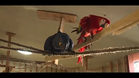 Heidi Fleiss furious after pet bird shot with beeb...