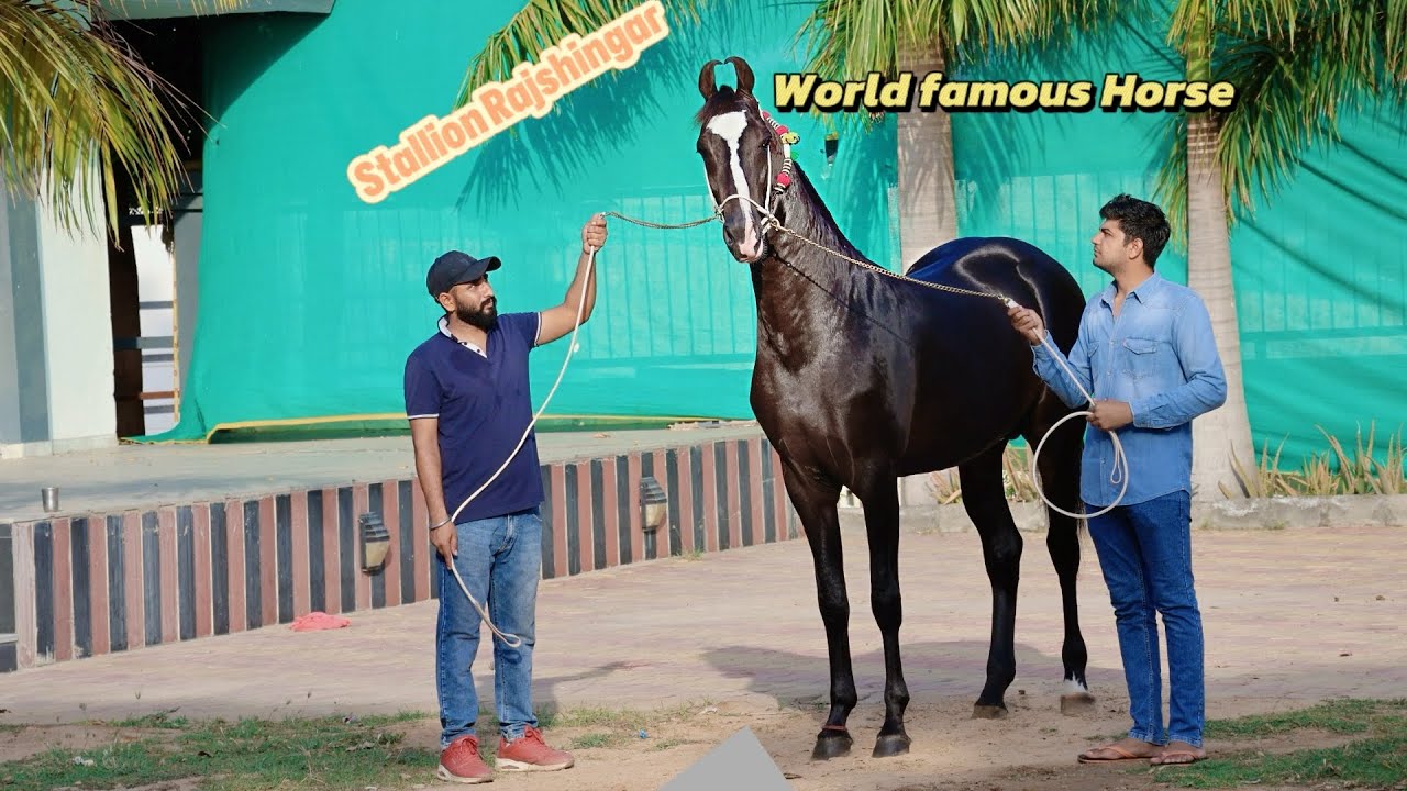 India top marwari stallion Rajshingar  Ramdoot stud farm Gujrat cont:; 94263 43999