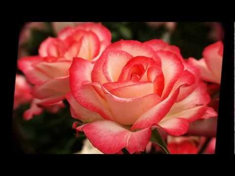 Dondequiera Que Estés - Intocable