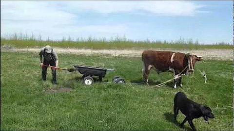 Ground Tying the Single Ox