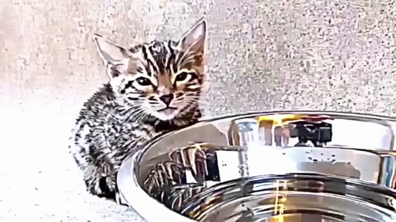 video phone beyonce mp3 Cartoon Caturday Night Full Moon 🌕 Vid
