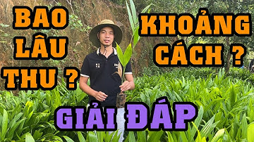 Giải Đáp: Khoảng Cách Trồng Cau, Trồng Bao Lâu Được Thu Hoạch | 0798 414 414