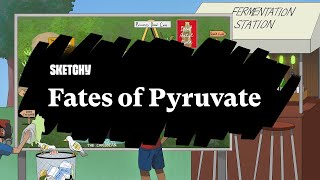Fates of Pyruvate