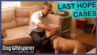 Cesar Millan Meets Dogs No One Could Help 💔 | Dog Whisperer Compilation