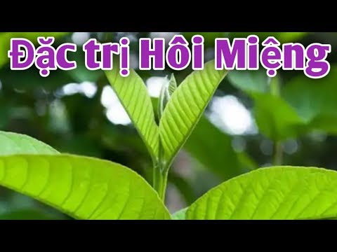 4 cách trị Hôi Miệng công hiệu nhất. PHAN HẢI Vlog