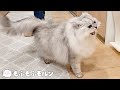 ごはんが楽しみすぎて猫が鳴きまくります 【サイベリアン】