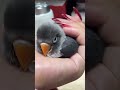 Sesame Sourdough #parrot parrot budgie teasing parrot #magical animals in jitterbug #legal parrots w