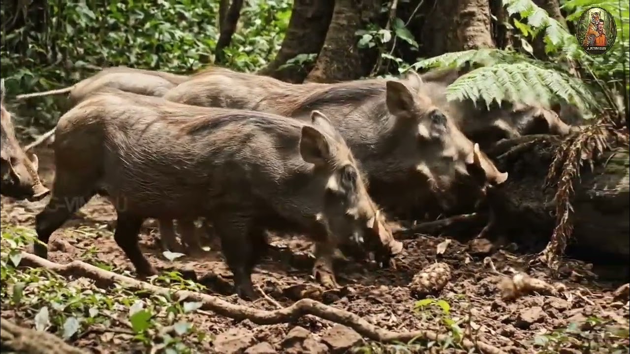 Come and see the living conditions of wildlife in Africa.