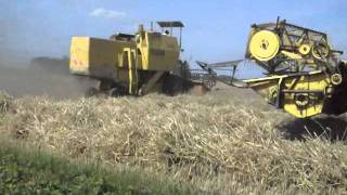 moisson du blé battage harvest avec 2 moissonneuses batteuses Clayson M133 à Estaires 59 Nord