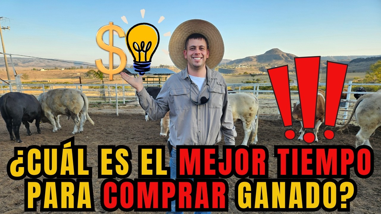 ¿CUAL es el MEJOR TIMPEO para COMPRAR GANADO? | CUIDA TU INVERSIÓN | RancheandoAndo