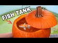 PUMPKIN FISH AQUARIUM WITH REAL FISH!!