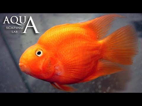 Aquascaping Lab – Red Blood Parrot Fish Cichlid description / Ciclide Pappagallo descrizione Aquascaping Lab – Red Blood Parrot Fish Cichlid description / Ciclide Pappagallo descrizione